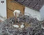Capi_Dubne_20260604_152003.jpg