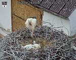 Capi_Dubne_20260604_153003.jpg
