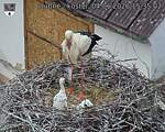 Capi_Dubne_20260604_153502.jpg