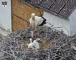 Capi_Dubne_20260604_154504.jpg