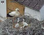 Capi_Dubne_20260604_160502.jpg