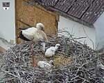 Capi_Dubne_20260604_161003.jpg