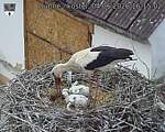 Capi_Dubne_20260604_161502.jpg