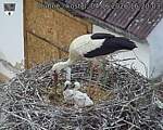 Capi_Dubne_20260604_162003.jpg