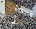 Capi_Dubne_20260604_162503.jpg