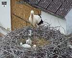Capi_Dubne_20260604_163003.jpg