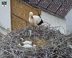 Capi_Dubne_20260604_163502.jpg