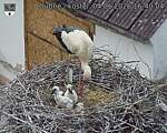 Capi_Dubne_20260604_164004.jpg