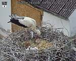 Capi_Dubne_20260604_170003.jpg
