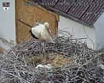 Capi_Dubne_20260604_170502.jpg