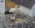 Capi_Dubne_20260604_172002.jpg