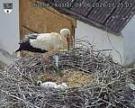 Capi_Dubne_20260604_172503.jpg
