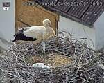 Capi_Dubne_20260604_173004.jpg