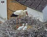 Capi_Dubne_20260604_175004.jpg