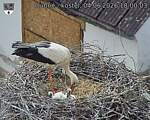 Capi_Dubne_20260604_180003.jpg