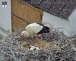 Capi_Dubne_20260604_180504.jpg