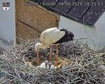 Capi_Dubne_20260604_182503.jpg