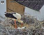 Capi_Dubne_20260604_183003.jpg