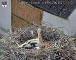 Capi_Dubne_20260604_183502.jpg