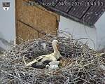Capi_Dubne_20260604_184003.jpg