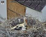 Capi_Dubne_20260604_184503.jpg