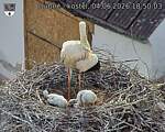 Capi_Dubne_20260604_185003.jpg