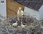 Capi_Dubne_20260604_185503.jpg
