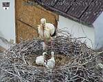 Capi_Dubne_20260604_190003.jpg