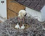 Capi_Dubne_20260604_191003.jpg