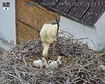 Capi_Dubne_20260604_192003.jpg