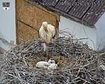 Capi_Dubne_20260604_193503.jpg