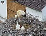 Capi_Dubne_20260604_195004.jpg