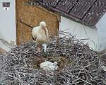 Capi_Dubne_20260604_201003.jpg