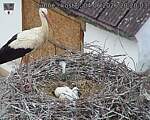 Capi_Dubne_20260604_202003.jpg