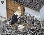 Capi_Dubne_20260604_202503.jpg