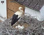 Capi_Dubne_20260604_204002.jpg