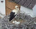 Capi_Dubne_20260604_204503.jpg
