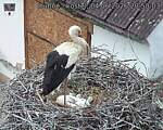 Capi_Dubne_20260604_205003.jpg