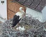 Capi_Dubne_20260604_205503.jpg