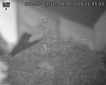 Capi_Dubne_20260604_214503.jpg