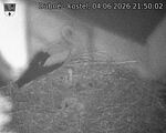 Capi_Dubne_20260604_215002.jpg
