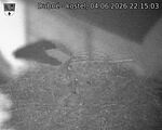 Capi_Dubne_20260604_221503.jpg