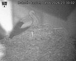 Capi_Dubne_20260604_233002.jpg
