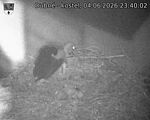 Capi_Dubne_20260604_234002.jpg