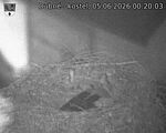 Capi_Dubne_20260605_002003.jpg