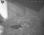 Capi_Dubne_20260605_003002.jpg
