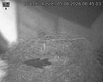 Capi_Dubne_20260605_004503.jpg