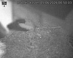 Capi_Dubne_20260605_005003.jpg