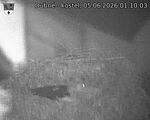 Capi_Dubne_20260605_011003.jpg