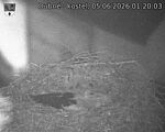 Capi_Dubne_20260605_012003.jpg